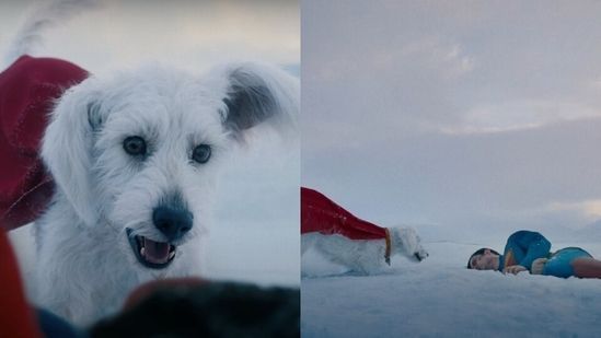 Krypto em "Superman" • reprodução