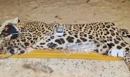 "Ela amansou ele", diz sobrinho de caseiro devorado por onça-pintada em MS