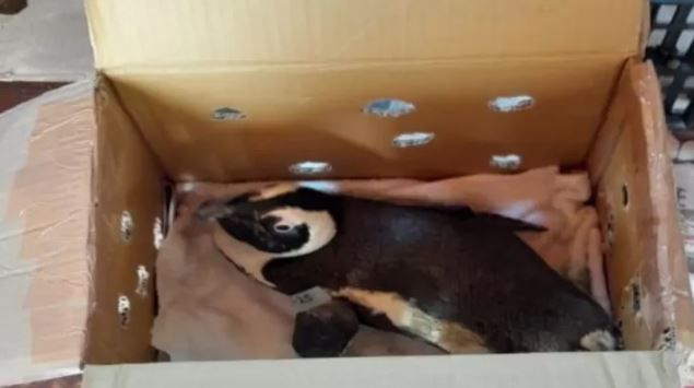 Caixa onde estava pinguim em helicóptero que caiu na África do Sul • Autoridade de Aviação Civil da África do Sul