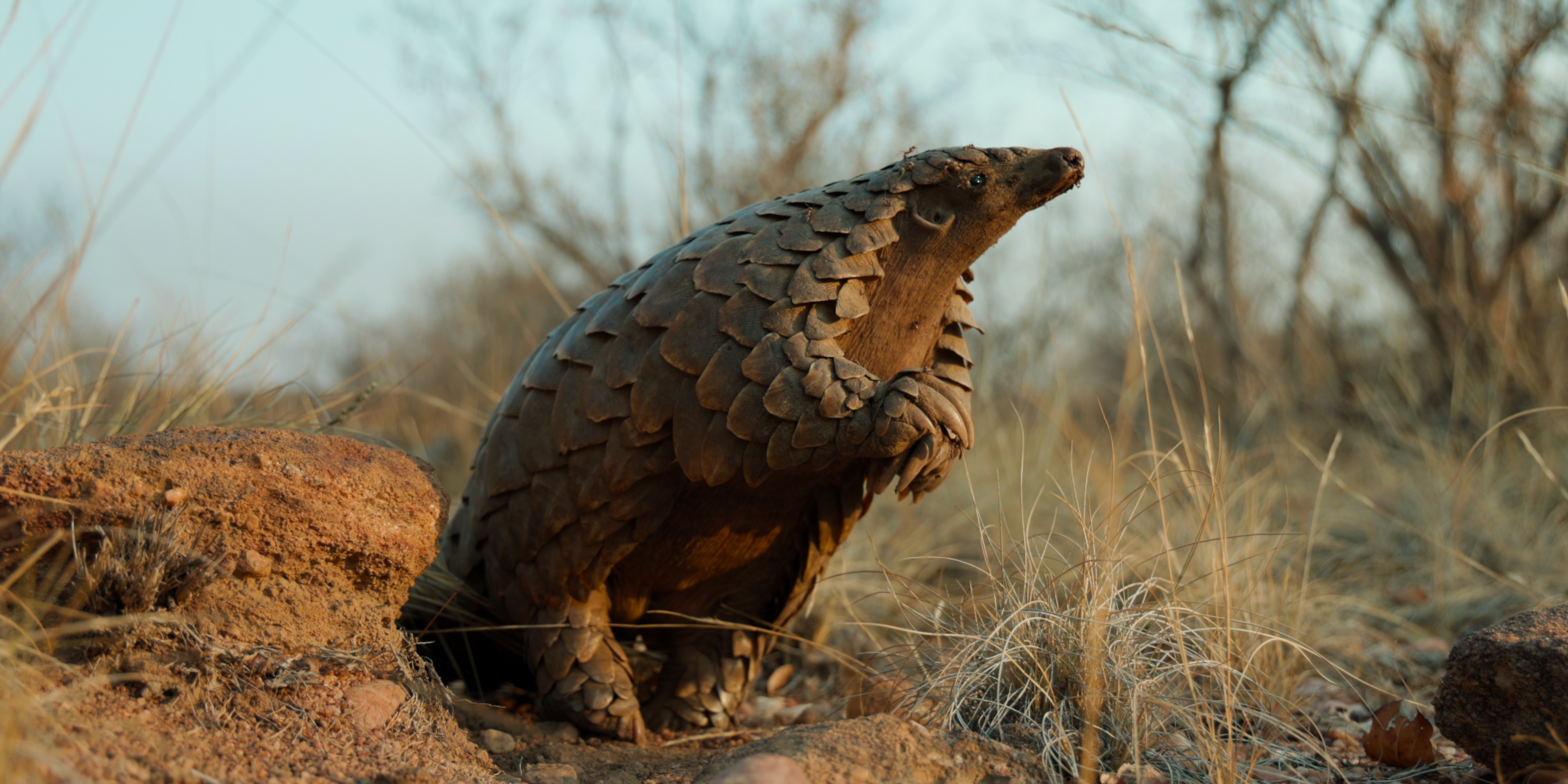 Pangolin_Kulu’s_Journey_01_23_17_27