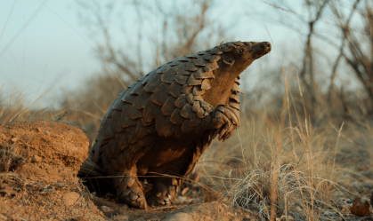 Conheça a vida secreta dos pangolins, os animais mais traficados do mundo