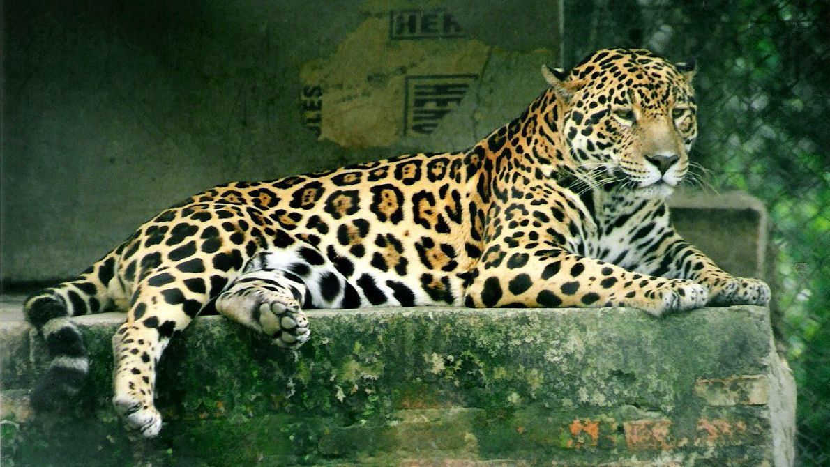 Onça-pintada