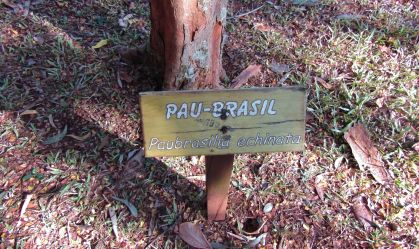 Conheça o Pau-Brasil, a árvore “vermelha” que é a cara do país