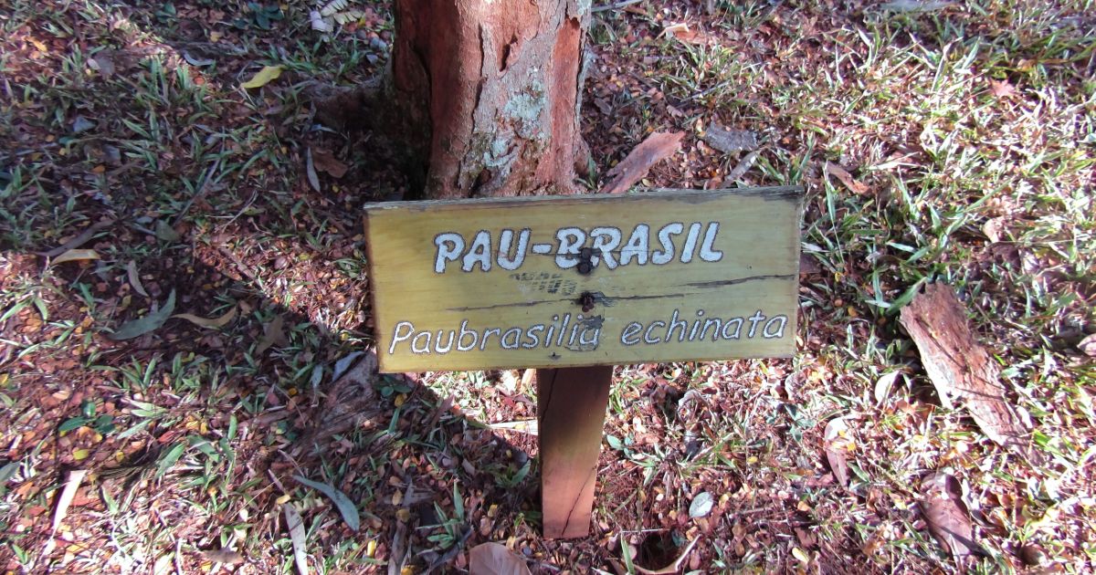 Conheça o Pau-Brasil, a árvore “vermelha” que é a cara do país | CNN Brasil