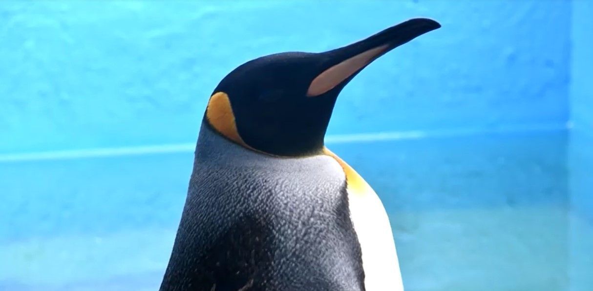 Pinguim Argentina