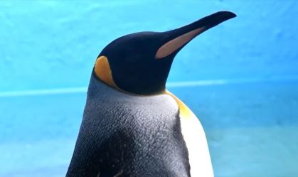 Pinguim ferido retorna à natureza na Argentina após tratamento