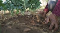 Agricultura familiar pode reverter inflação de alimentos em 2026