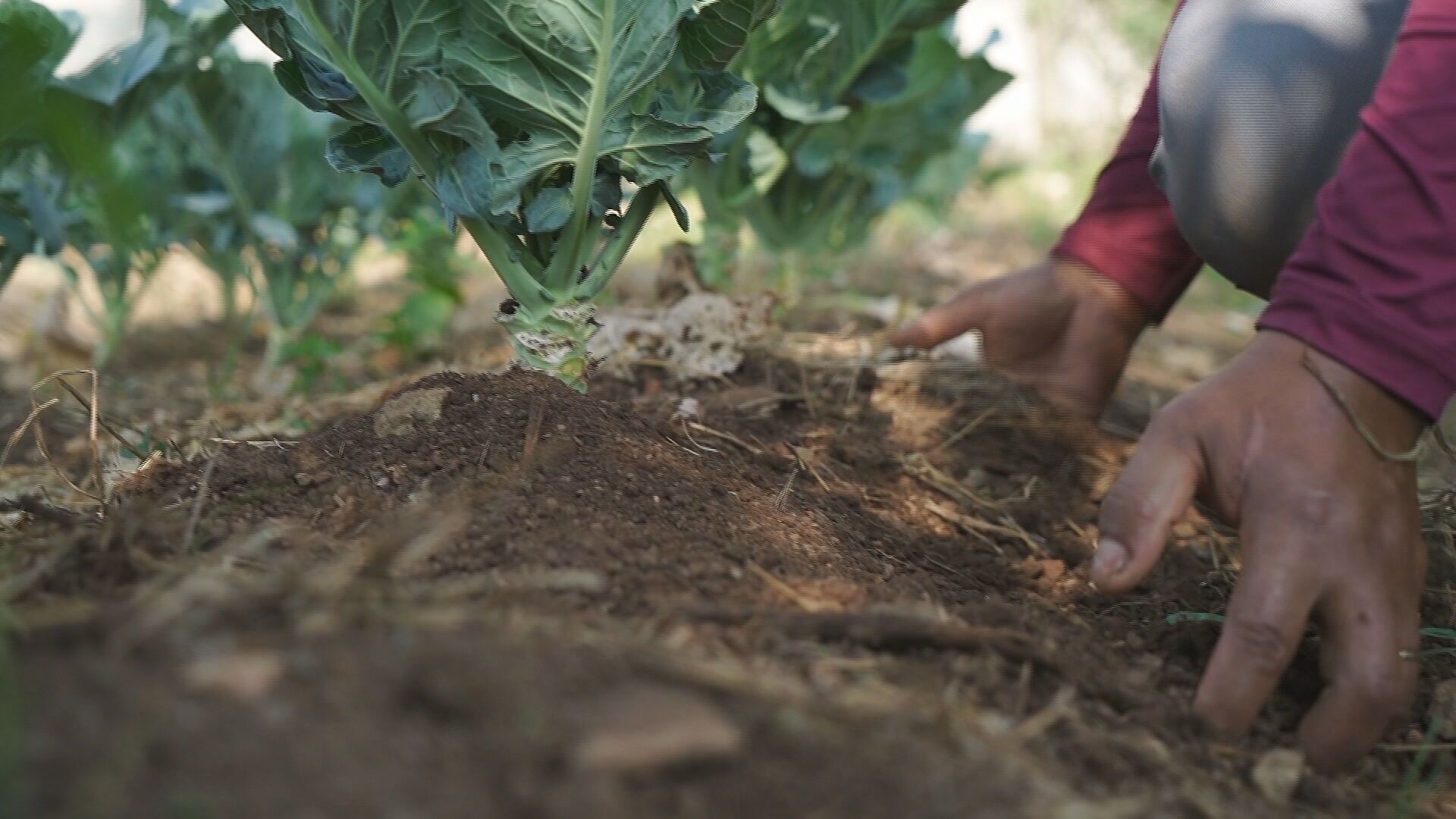 QUINTAIS_AGROECOLOGICOS_2_692387