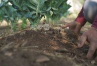 Projeto de agricultura familiar ganha prêmio da ONU