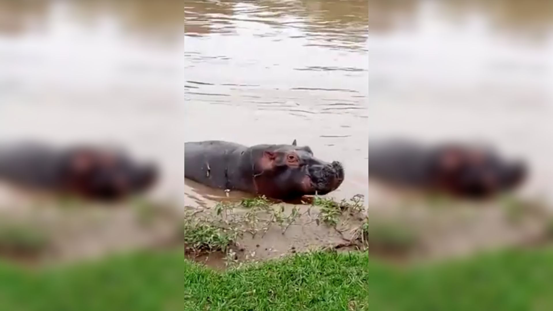 Hipopótamo no Parque Nacional Virunga do Congo.Hipopótamo no Parque Nacional Virunga do Congo.