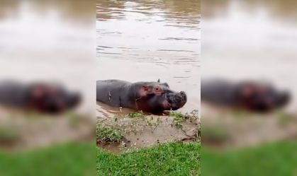 Cerca de 50 hipopótamos são mortos envenenados por antraz no Congo