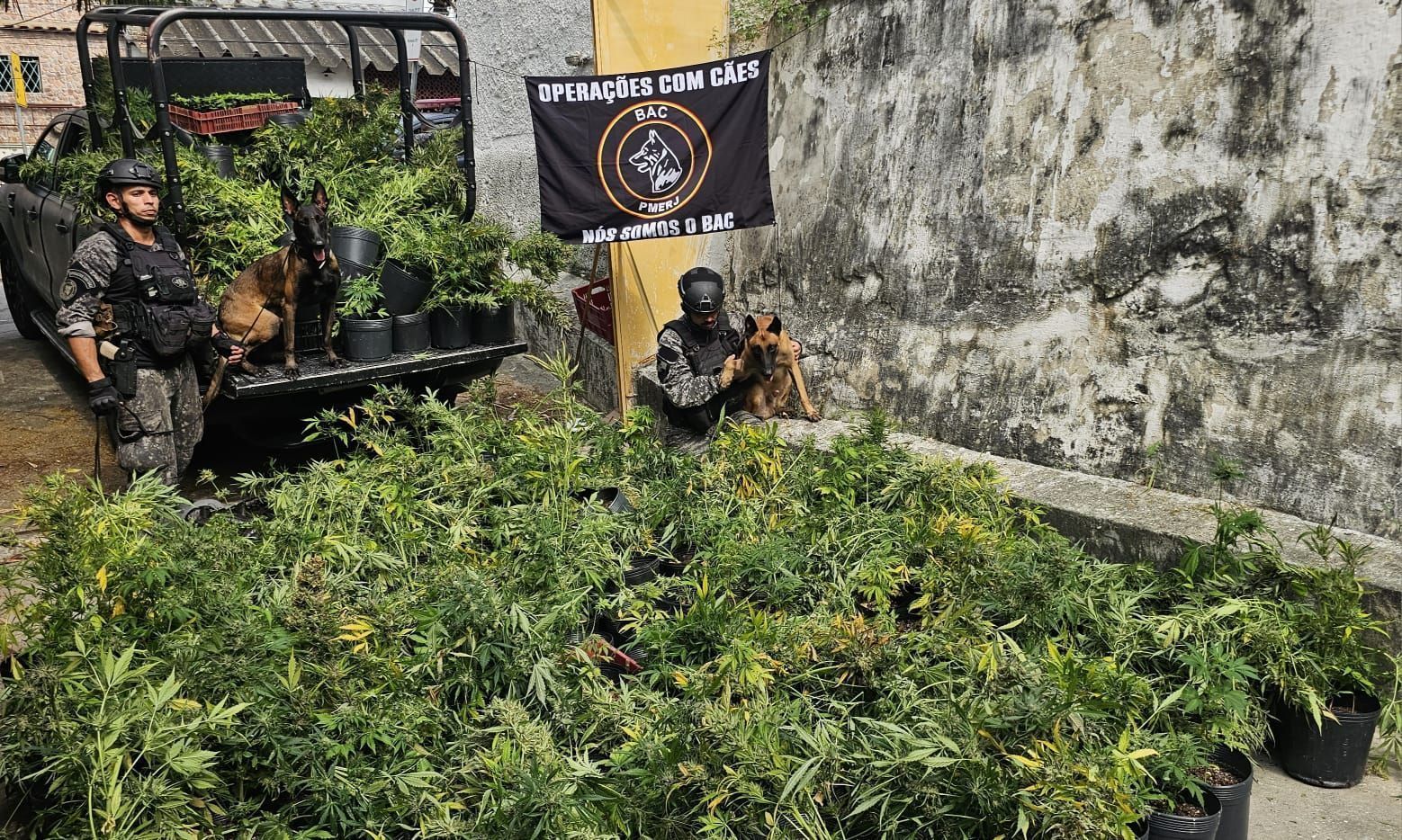 APREENDE MACONHA