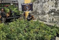 Polícia encontra estufa com mais de 800 pés de maconha no Rio de Janeiro
