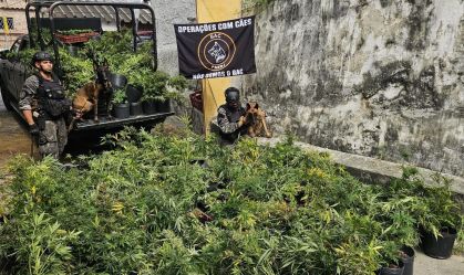 APREENDE MACONHA