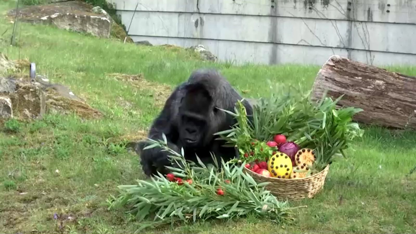 Gorila mais velha do mundo, Fatou, completa 68 anos em zoológico da Alemanha. • Reprodução/Reuters