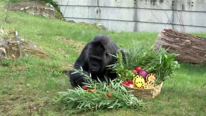 Gorila mais velha do mundo, Fatou, completa 68 anos em zoológico da Alemanha. • Reprodução/Reuters