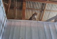 Ibama resgata jaguatirica criada como pet por influenciadora no Pará