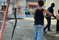 Jiboia de mais de 1 metro é vista em árvore no campus da UFBA; veja imagens