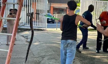 Jiboia de mais de 1 metro é vista em árvore no campus da UFBA; veja imagens