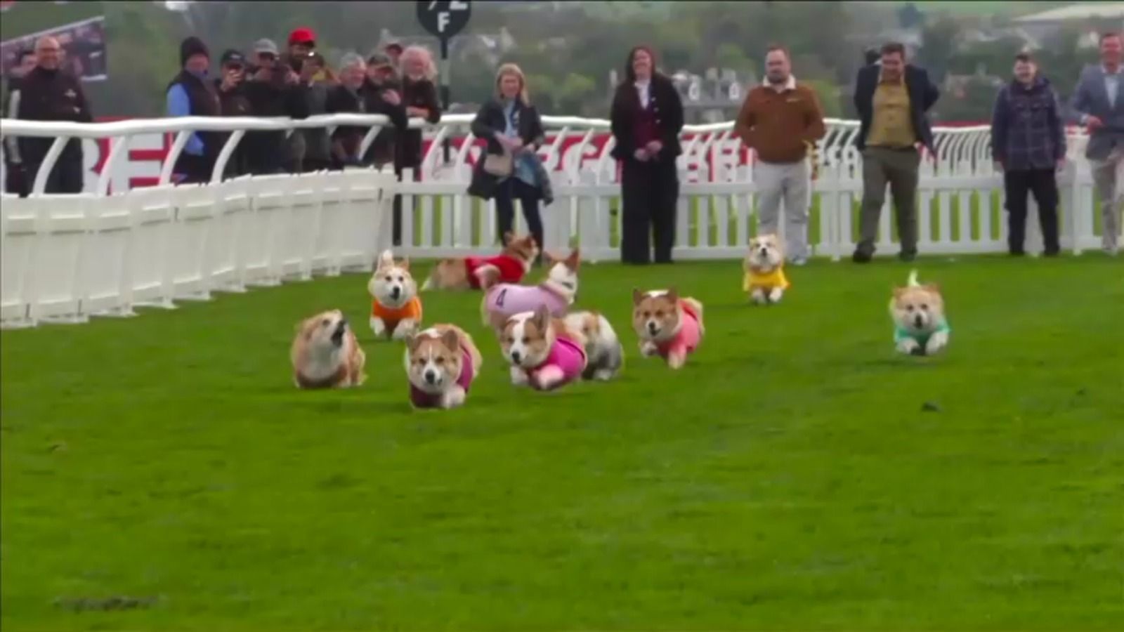 Cães de corrida competem frente a frente no Corgi Derby, na Escócia.
