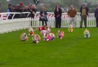 Cachorros da raça Corgi participam de corrida anual na Escócia