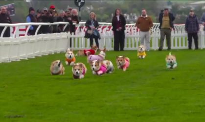 Cachorros da raça Corgi participam de corrida anual na Escócia