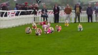 Cachorros da raça Corgi participam de corrida anual na Escócia