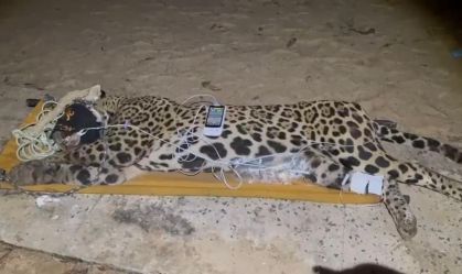Onça que matou caseiro é capturada no Pantanal; veja imagens