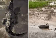 Jacaré e peixe-elétrico são vistos na rua após fortes chuvas em Belém