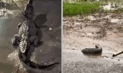 Jacaré e peixe-elétrico são vistos na rua após fortes chuvas em Belém