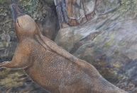 Novo estudo revela a evolução dos animais mais estranhos da Terra; conheça