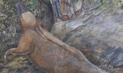 Novo estudo revela a evolução dos animais mais estranhos da Terra; conheça