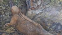 Novo estudo revela a evolução dos animais mais estranhos da Terra; conheça