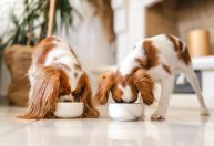 Pets podem comer chocolate? Alimento oferece risco a cães e gatos