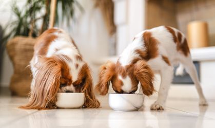 Pets podem comer chocolate? Alimento oferece risco a cães e gatos