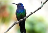 Aves beijoqueiras estão ameaçadas no Cerrado, diz pesquisador