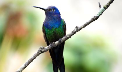 Beija-Flor-tesoura