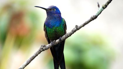 Beija-Flor-tesoura