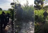 Pesquisador à CNN: Ataques de onça são raros, mas acontecem