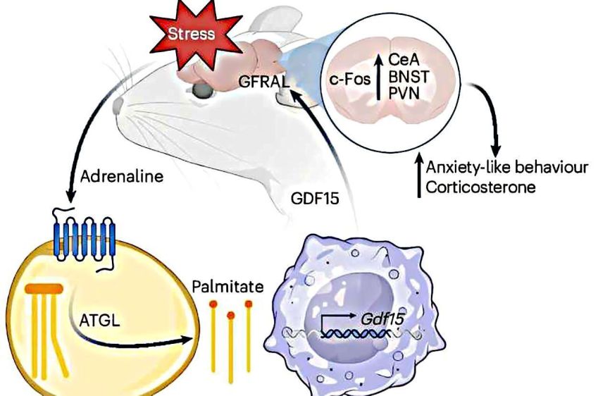 Resumo esquemático do mecanismo do comportamento ansioso mediado por GDF15 • Logan Townsend et al., Nature Metabolism, 2025