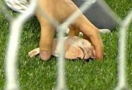 Palmeiras x Corinthians: cabeças de galinha são arremessadas no gramado