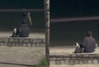 Vídeo: mulher joga cachorros no mar em Itaguaí; duas pessoas são presas
