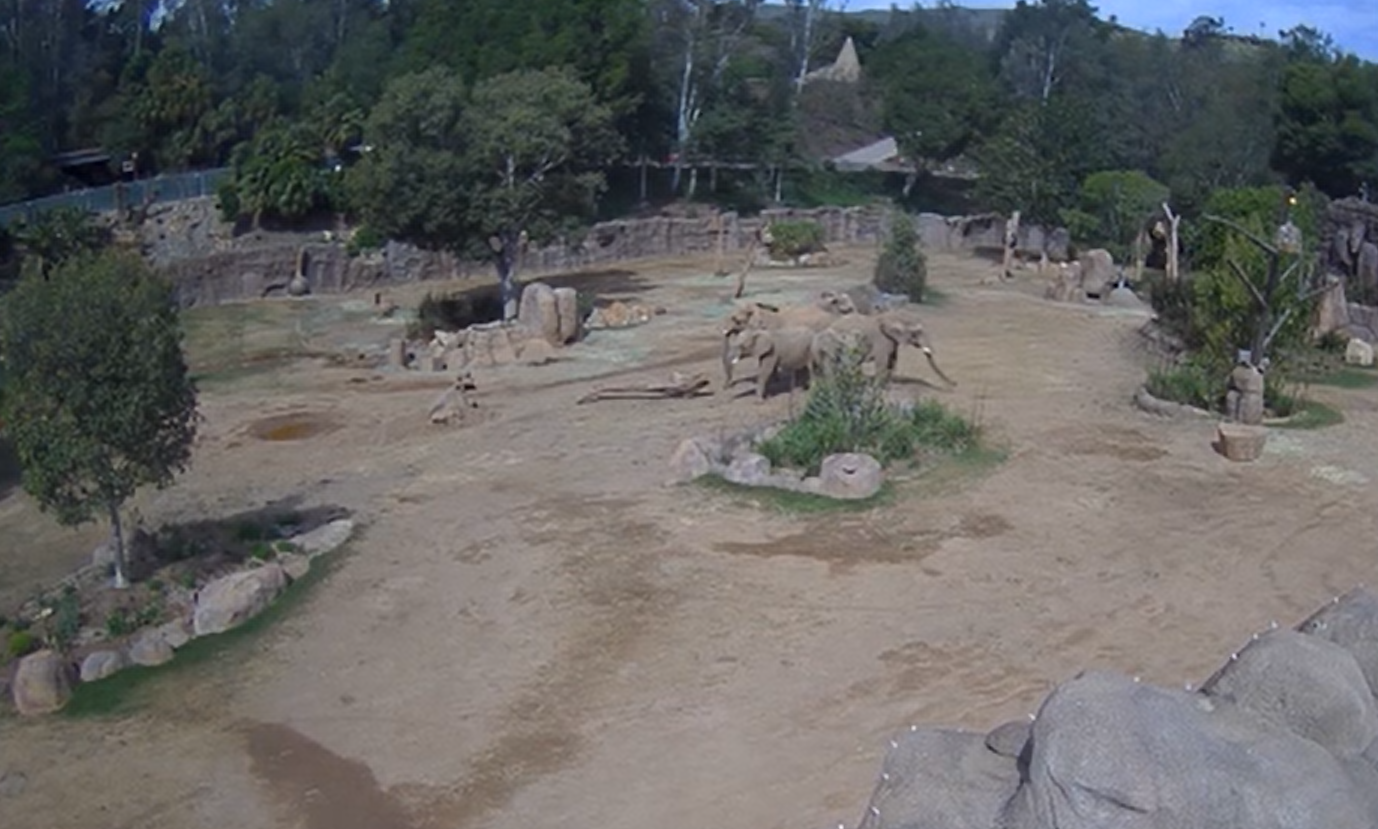 circulo elefante
