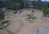 EUA: Elefantes sentem terremoto antecipadamente e fazem círculo de alerta