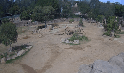 EUA: Elefantes sentem terremoto antecipadamente e fazem círculo de alerta