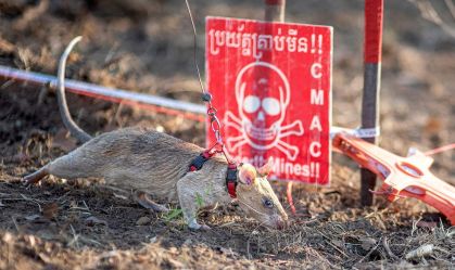 Rato quebra recorde mundial por farejar minas terrestres no Camboja