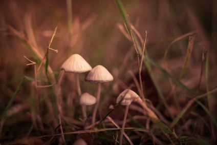 Psilocibina é o composto psicoativo encontrado nos "cogumelos mágicos"