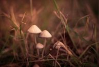 Uso de cogumelos mágicos cresce nos EUA, aponta novo estudo