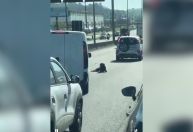 Vídeo: Cachorro ferido é resgatado após ficar deitado em rodovia de SC