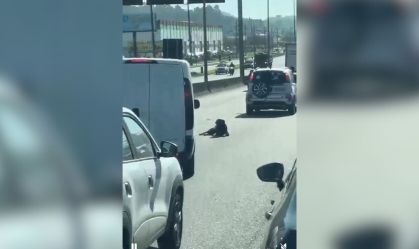 CACHORRO MACHUCADO RODOVIA